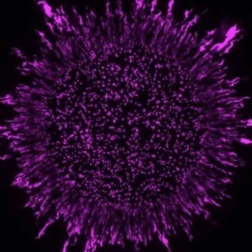 Correio Braziliense – Cientistas descobrem mecanismo que enfraquecem superbactérias – Leia aqui:
